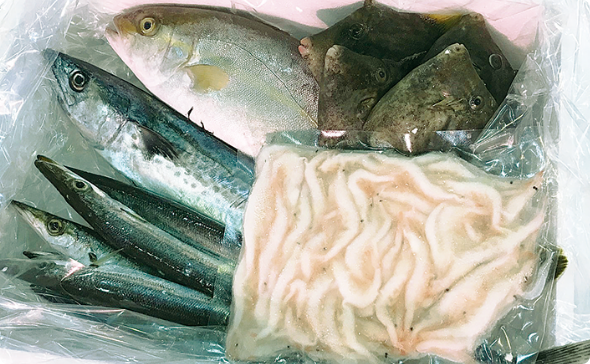 鮮魚きときとBOX